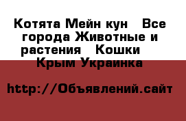 Котята Мейн кун - Все города Животные и растения » Кошки   . Крым,Украинка